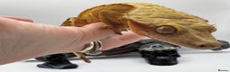 Gecko reptiles for sale: stunning crested gecko - Advert 7