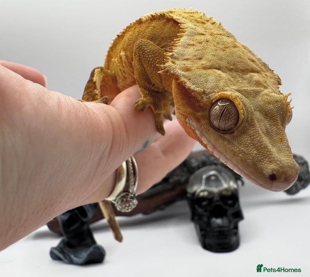 Gecko reptiles for sale: stunning crested gecko - Advert 7