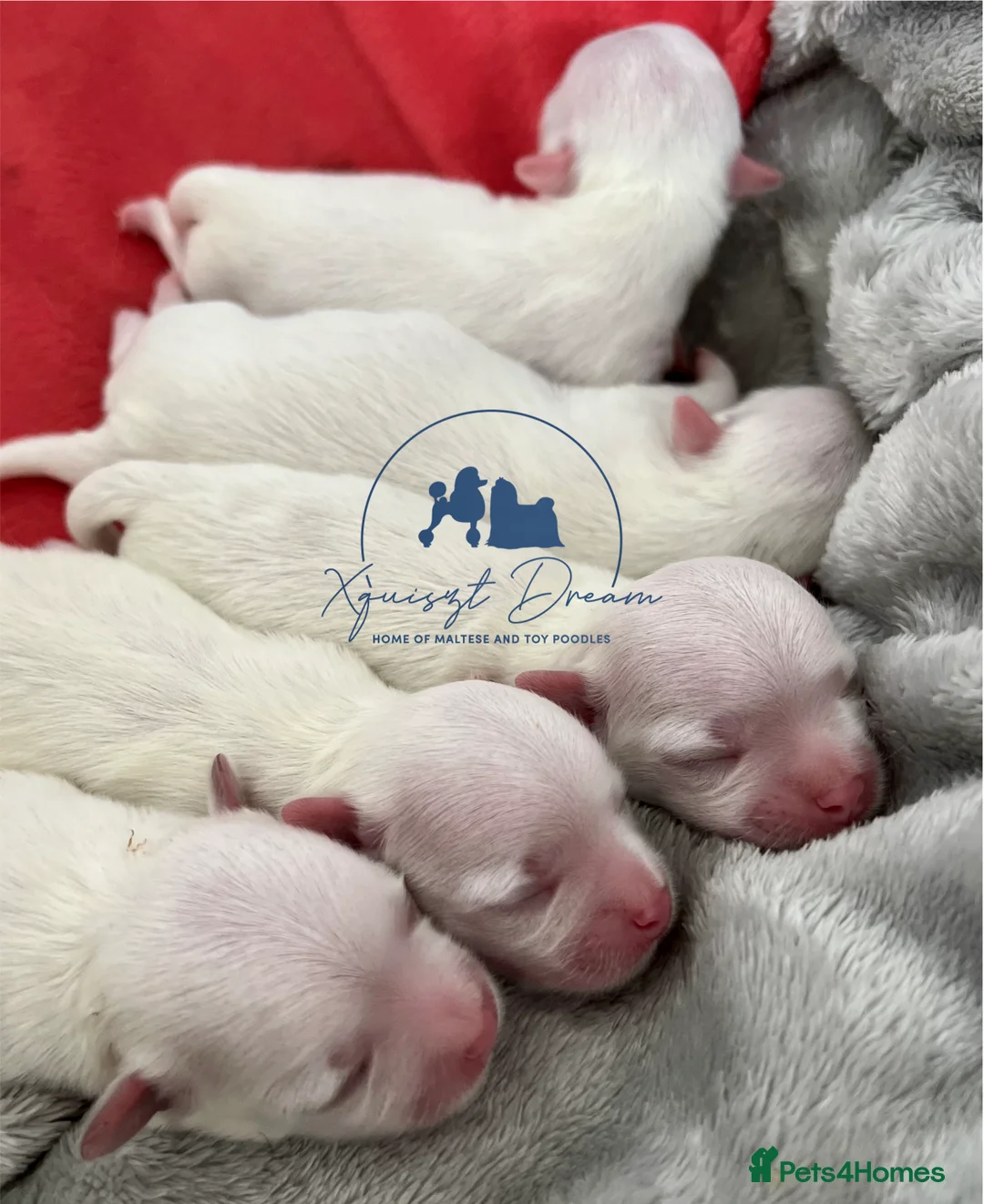 Maltese dogs for stud: OCTAVIUS Korean Maltese KC Registered Proven Stud in Halesowen - Advert 30