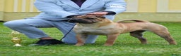 Shar Pei dogs for stud: Champion Shar Pei Stud in Doncaster - Advert 7