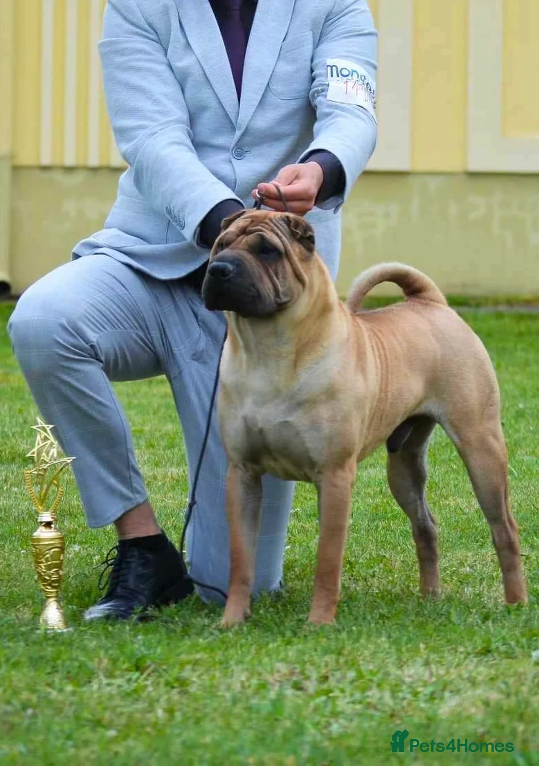 Shar Pei dogs for stud: Champion Shar Pei Stud in Doncaster - Advert 7