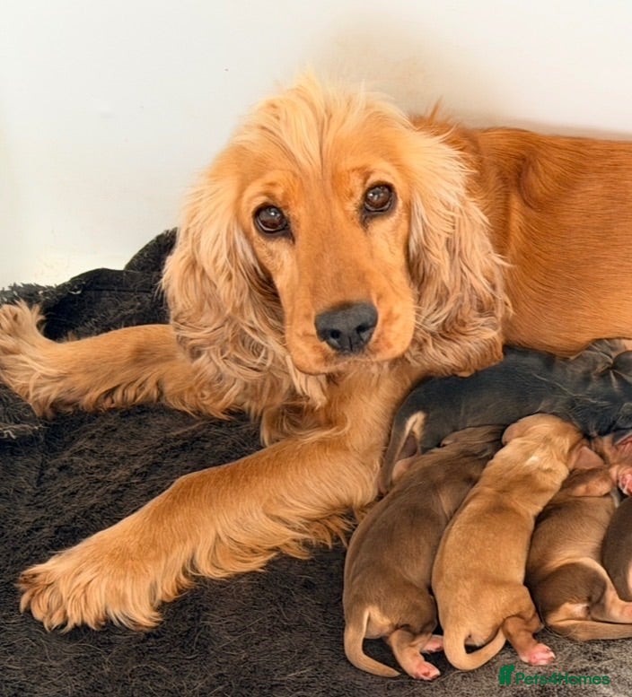Cocker Spaniel dogs 🍣The Sushi Roll Litter🍣 - Advert 1