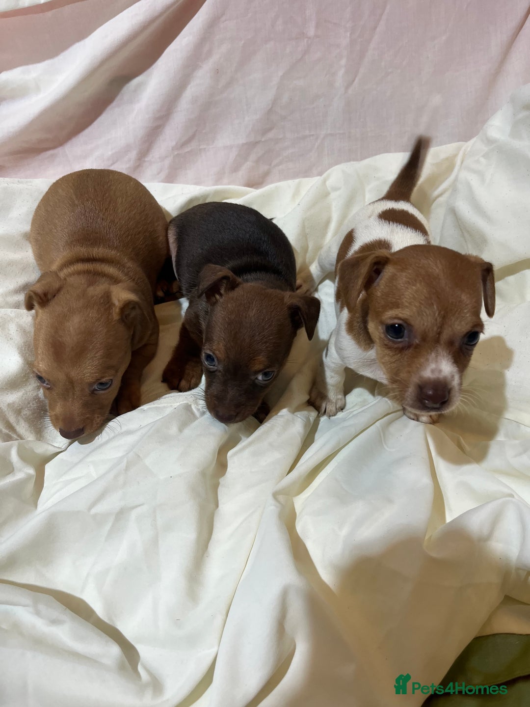Jack Russell dogs for sale: Beautiful jack Russell pups  - Image 1