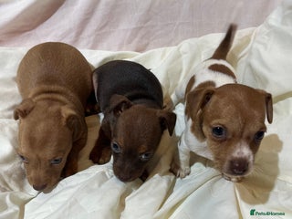 Jack Russell dogs - Advert 27