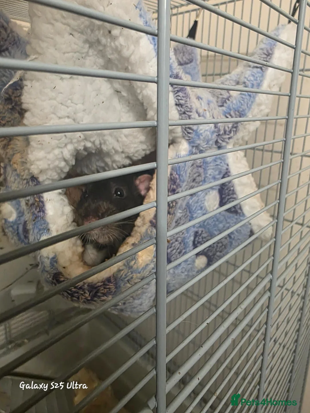 Rat rodents for sale: 2 male rats in Braintree - Advert 5