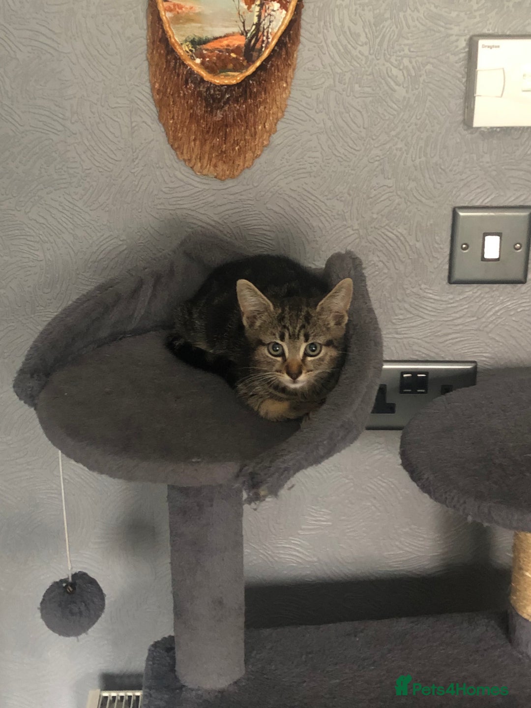 Mixed Breed cats for sale: Beautifully kittens ready for new home - Image 19