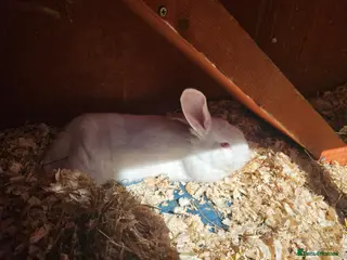 Mini Lop rabbits Mini lops - Advert 21