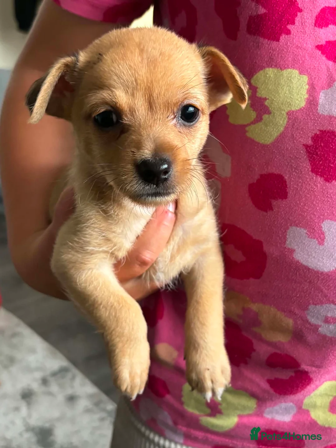 Chihuahua dogs for sale: 🐶💙 Brothers by Birth, Best Friends for Life 💙🐶 - Advert 1