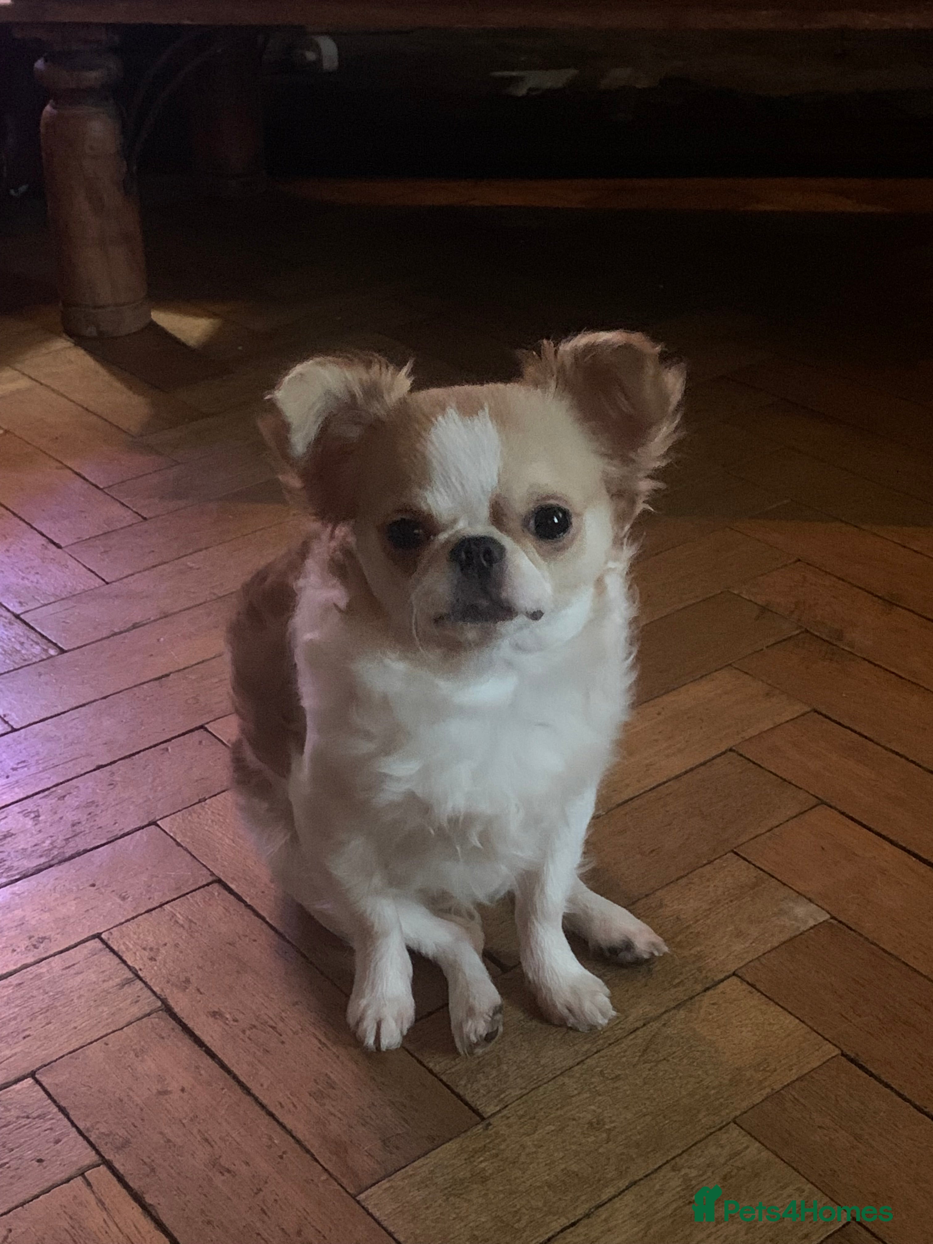 Ozzy