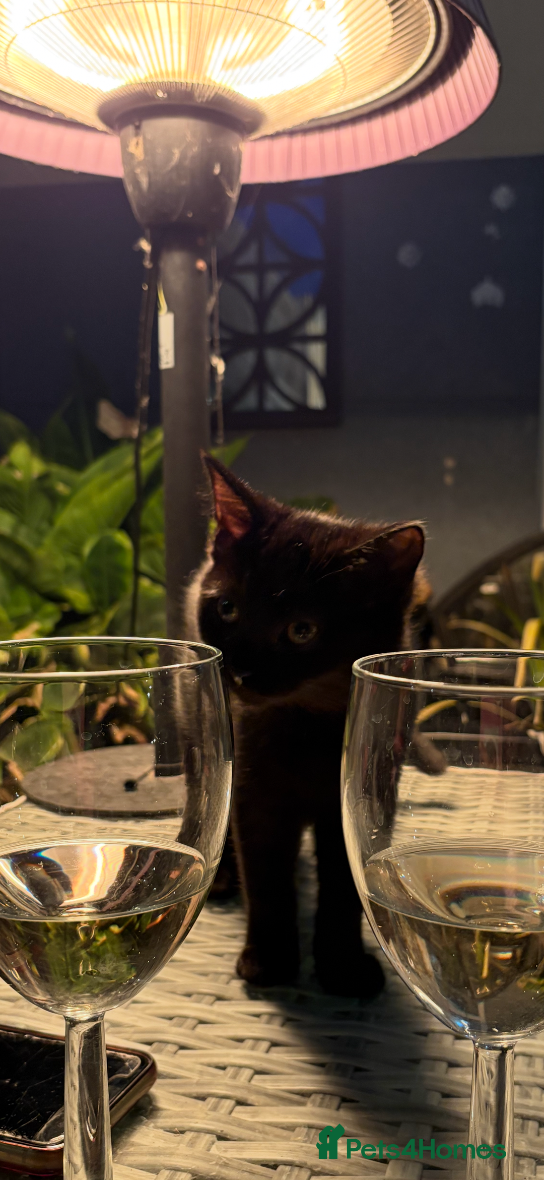 Mixed Breed cats for sale: Black cat  - Image 4