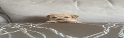 Toy Poodle dogs for sale: 3 Beautiful toy poodle puppies  - Advert 8