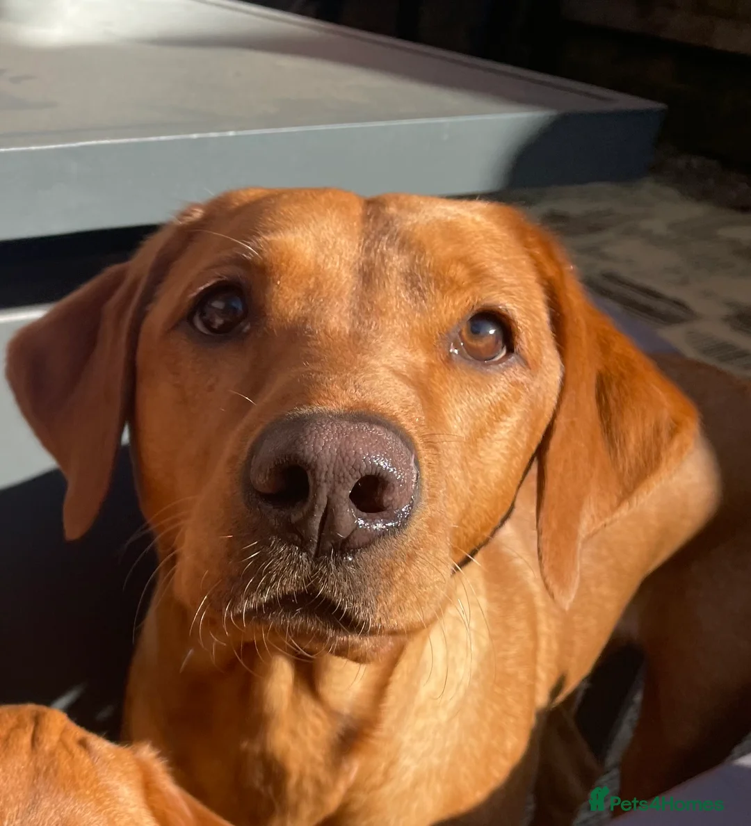 Labrador Retriever dogs for sale: A Gorgeous litter of 8 Kc registered Red Fox Labs - Advert 2