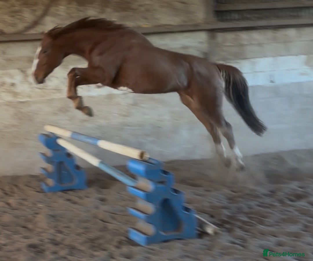 Irish Sports horses for sale: Smashing Youngster By Island Commander  - Advert 5