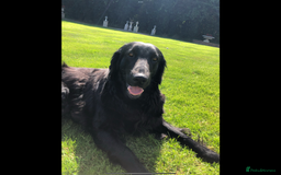 Flat coated Retriever dogs for sale: Female flat coat Retreiver  - Advert 5
