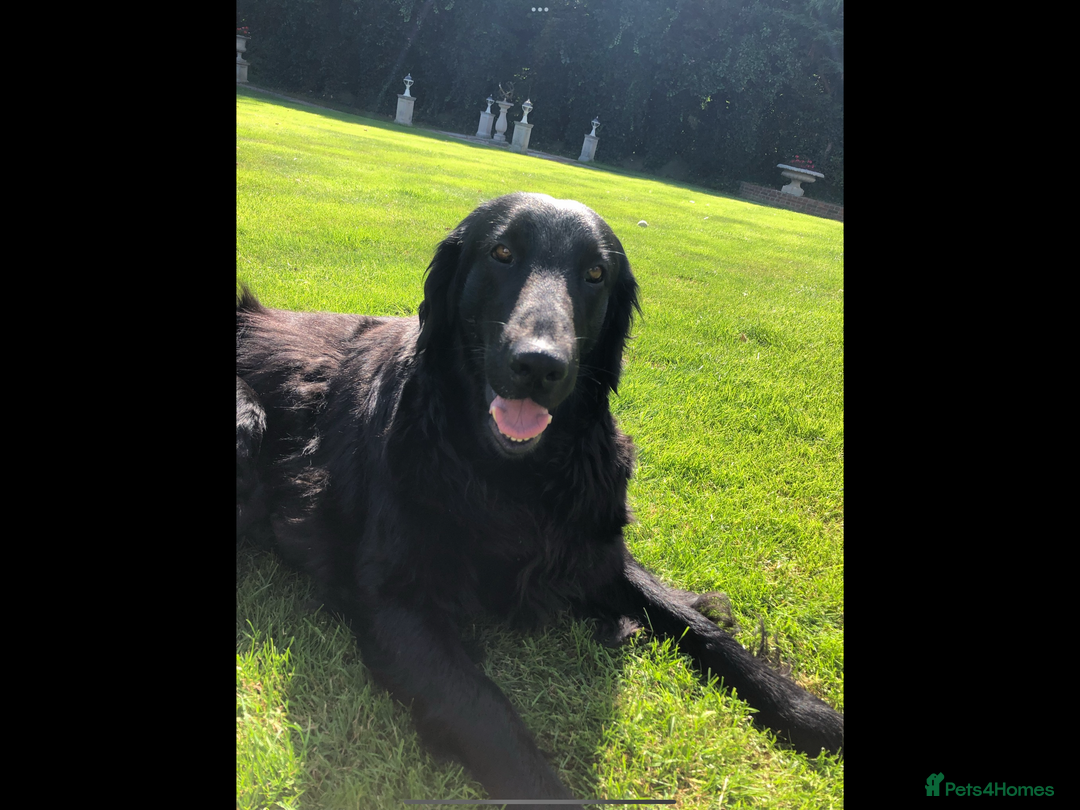 Flat coated Retriever dogs for sale: Female flat coat Retreiver  - Advert 5