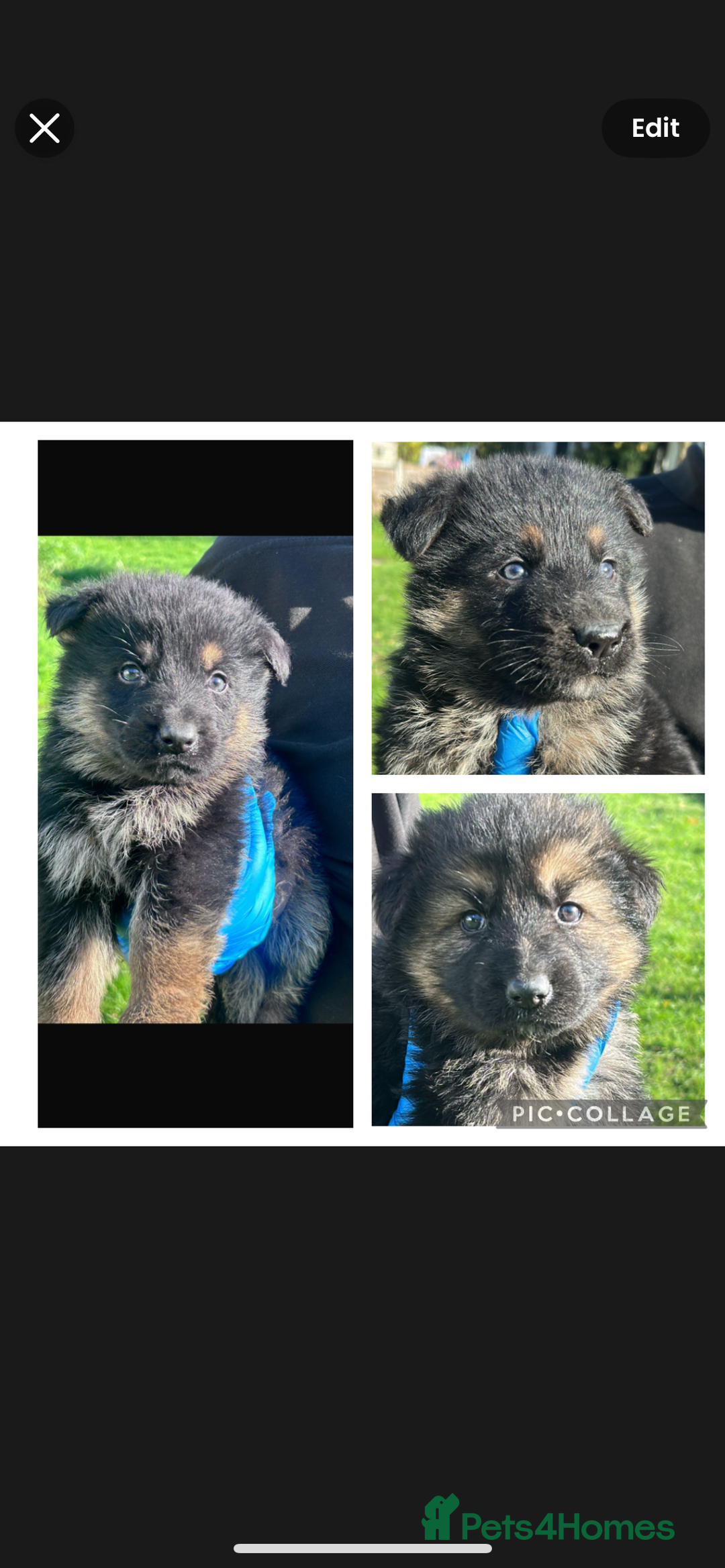 German Shepherd dogs for sale: German shepherd READY TO LEAVE - Advert 9