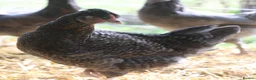 Chickens poultry for sale: Point of lay hybrid hens  - Advert 20
