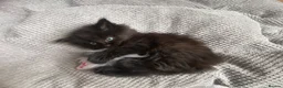 British Longhair cats for sale: Gorgeous baby girl ready NOW for a new home💕 - Advert 3