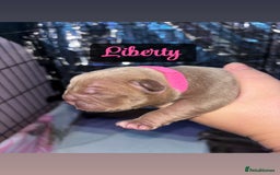 American Bully dogs for sale: Pocket bully puppy’s  - Image 2