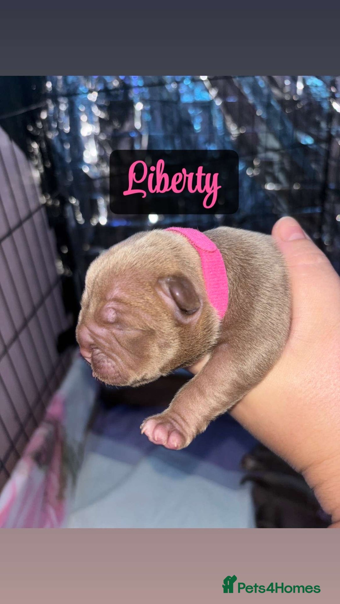 American Bully dogs for sale: Pocket bully puppy’s  - Image 2
