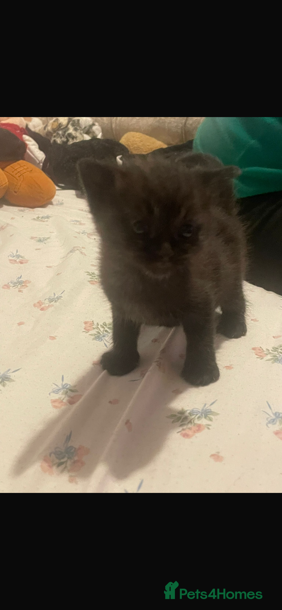 Domestic Shorthair cats for sale: Kittens  - Image 4