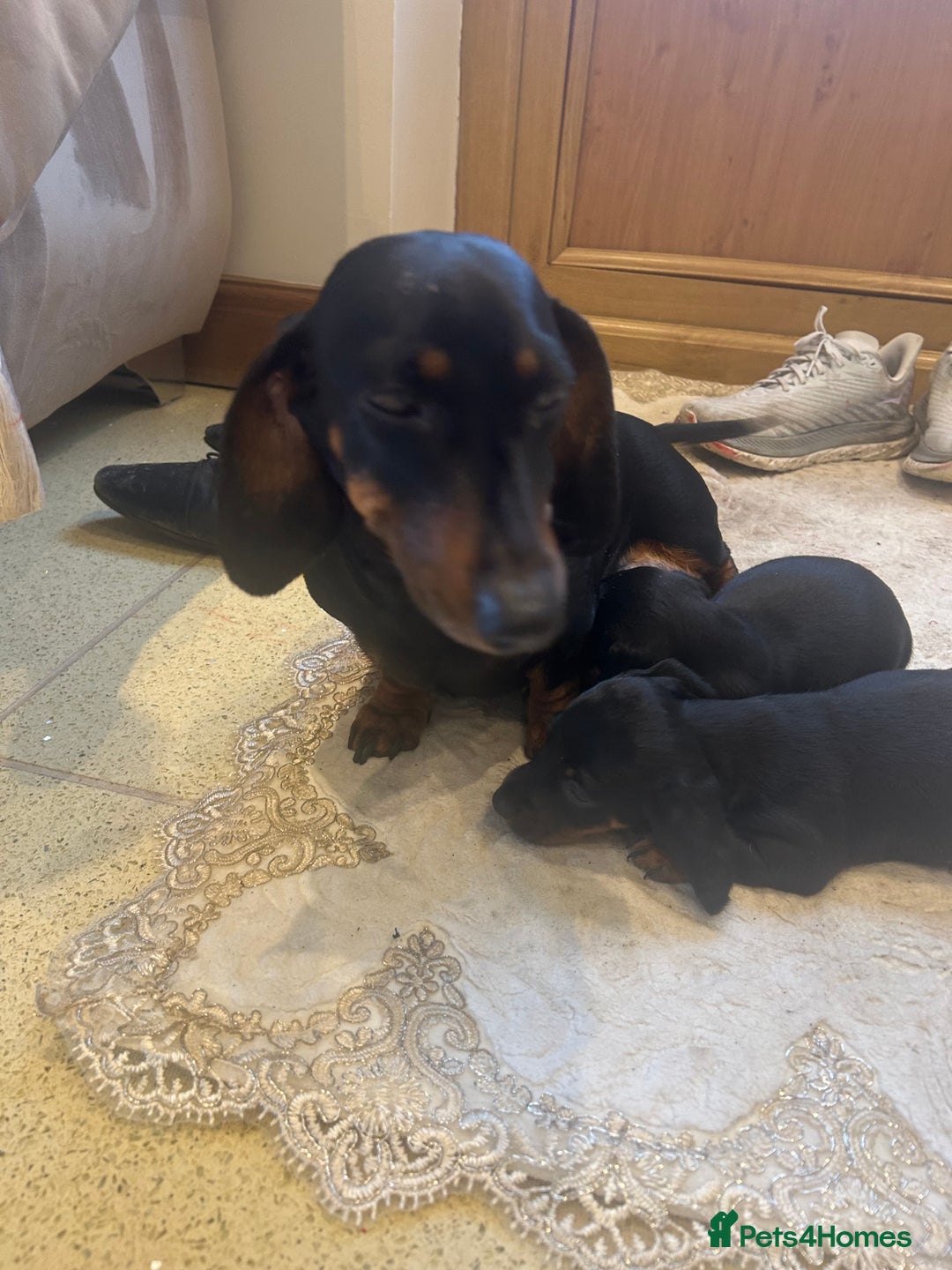 Dachshund dogs for sale: 1 boy dachshund  - Advert 1