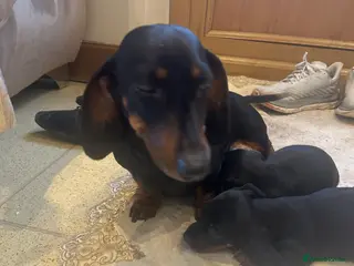 Dachshund dogs 1 boy dachshund - Advert 9