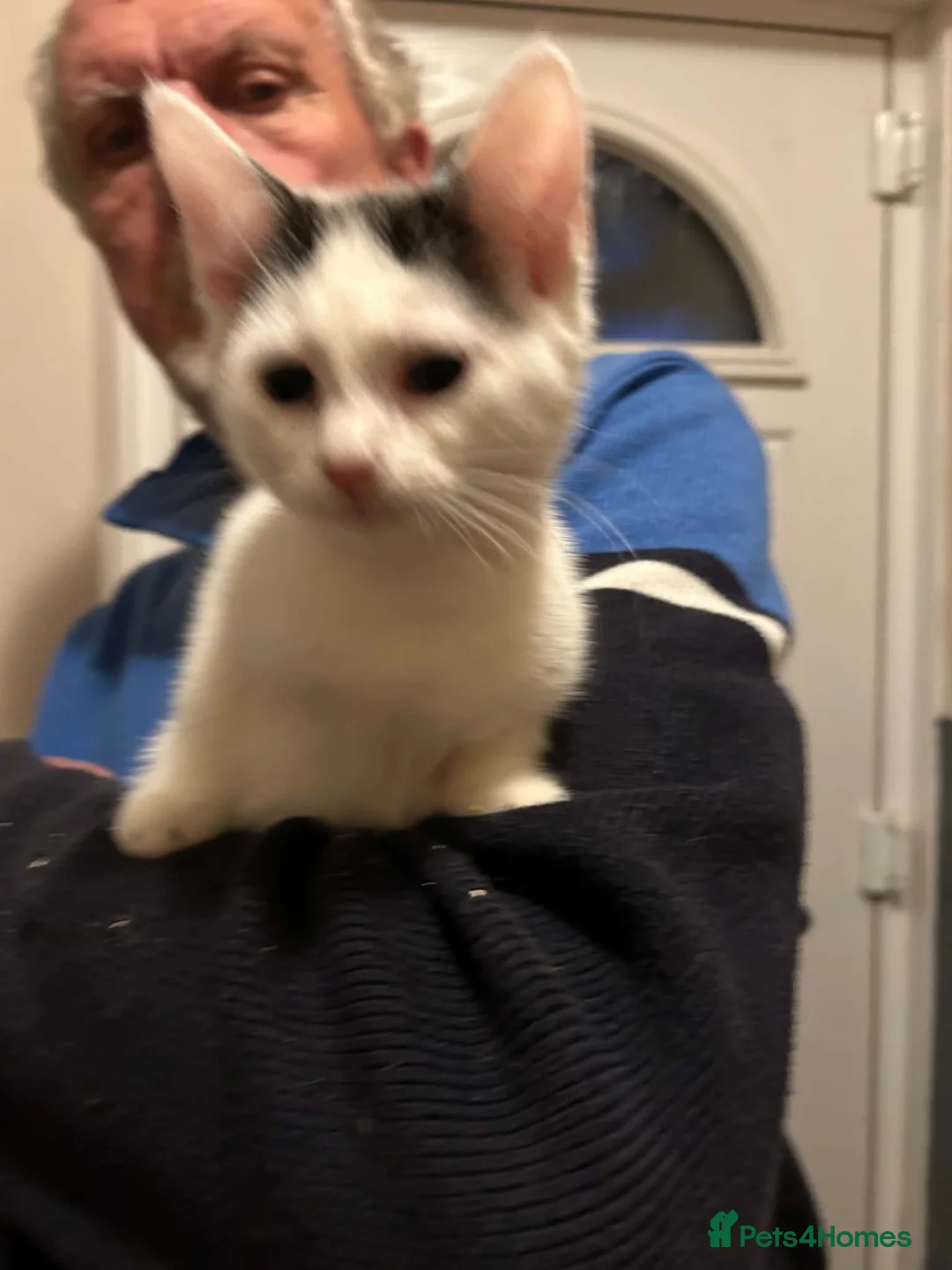 Mixed Breed cats for sale: 2 beautiful kittens for sale  - Advert 5