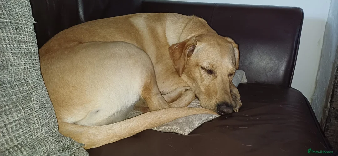 Mixed Breed dogs for sale: Labrador x greyhound bitch in Clitheroe - Advert 2
