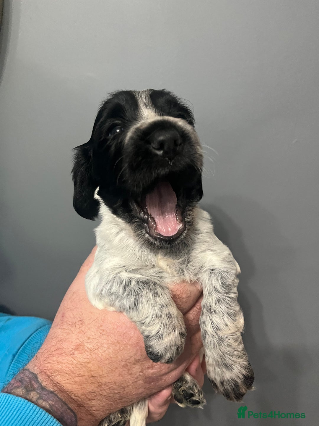 Sprocker dogs for sale: CHUNKY 5* SPROCKER PUPS - Advert 3