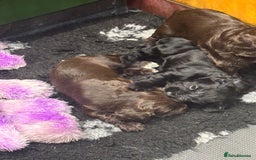 Cocker Spaniel dogs for sale: Working Cocker Spaniel  - Image 2
