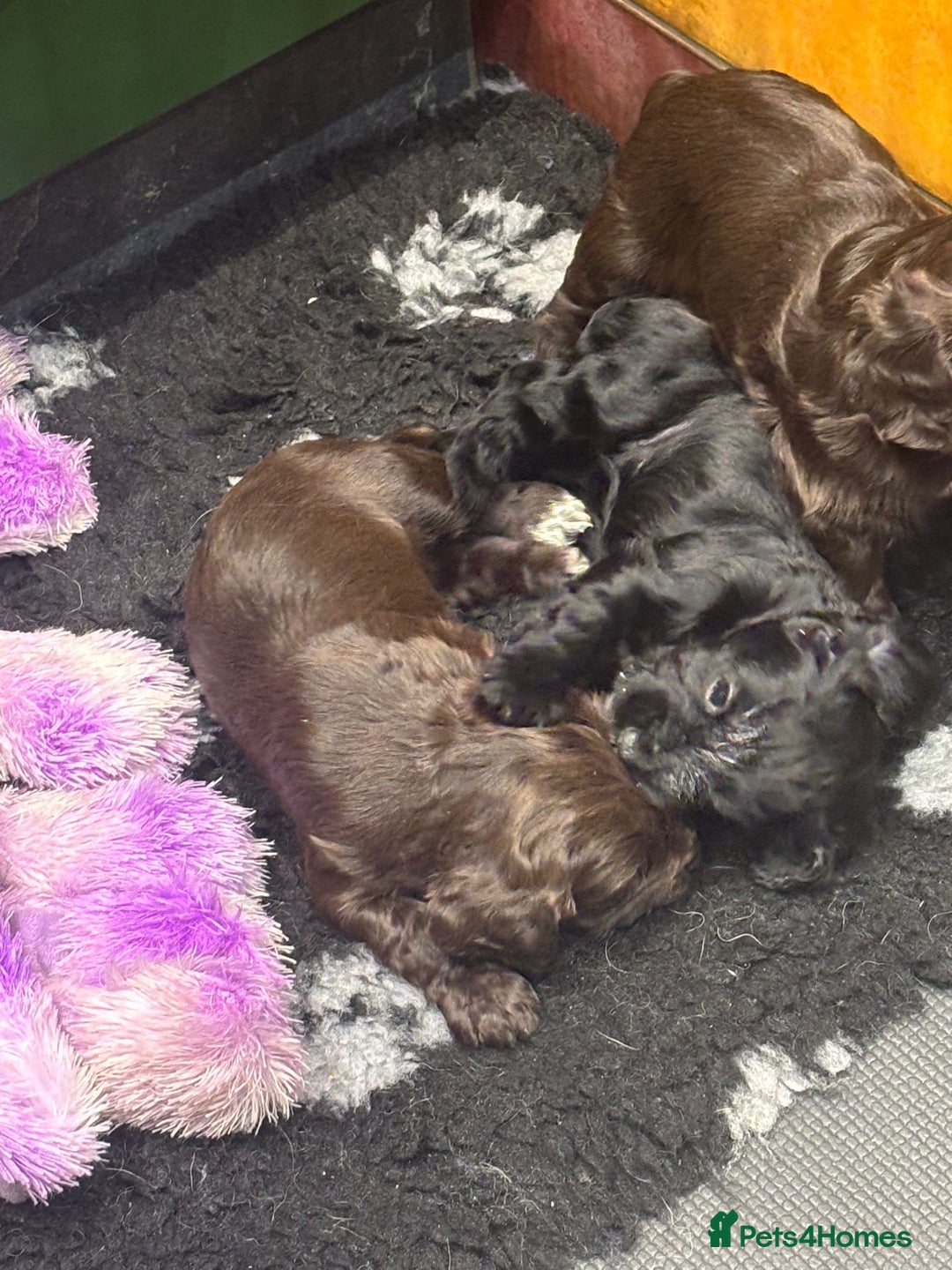 Cocker Spaniel dogs for sale: Working Cocker Spaniel  - Image 2