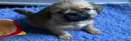 Mixed Breed dogs for sale: SHIH TZU/ CHIHUAHUAS  - Advert 14