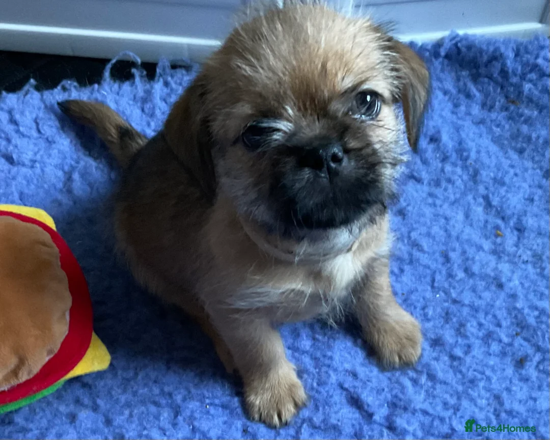 Mixed Breed dogs for sale: SHIH TZU/ CHIHUAHUAS  - Advert 14