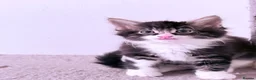 Domestic Shorthair cats for sale: Stunning British Tabby Kittens – Ready April 4th - Advert 28