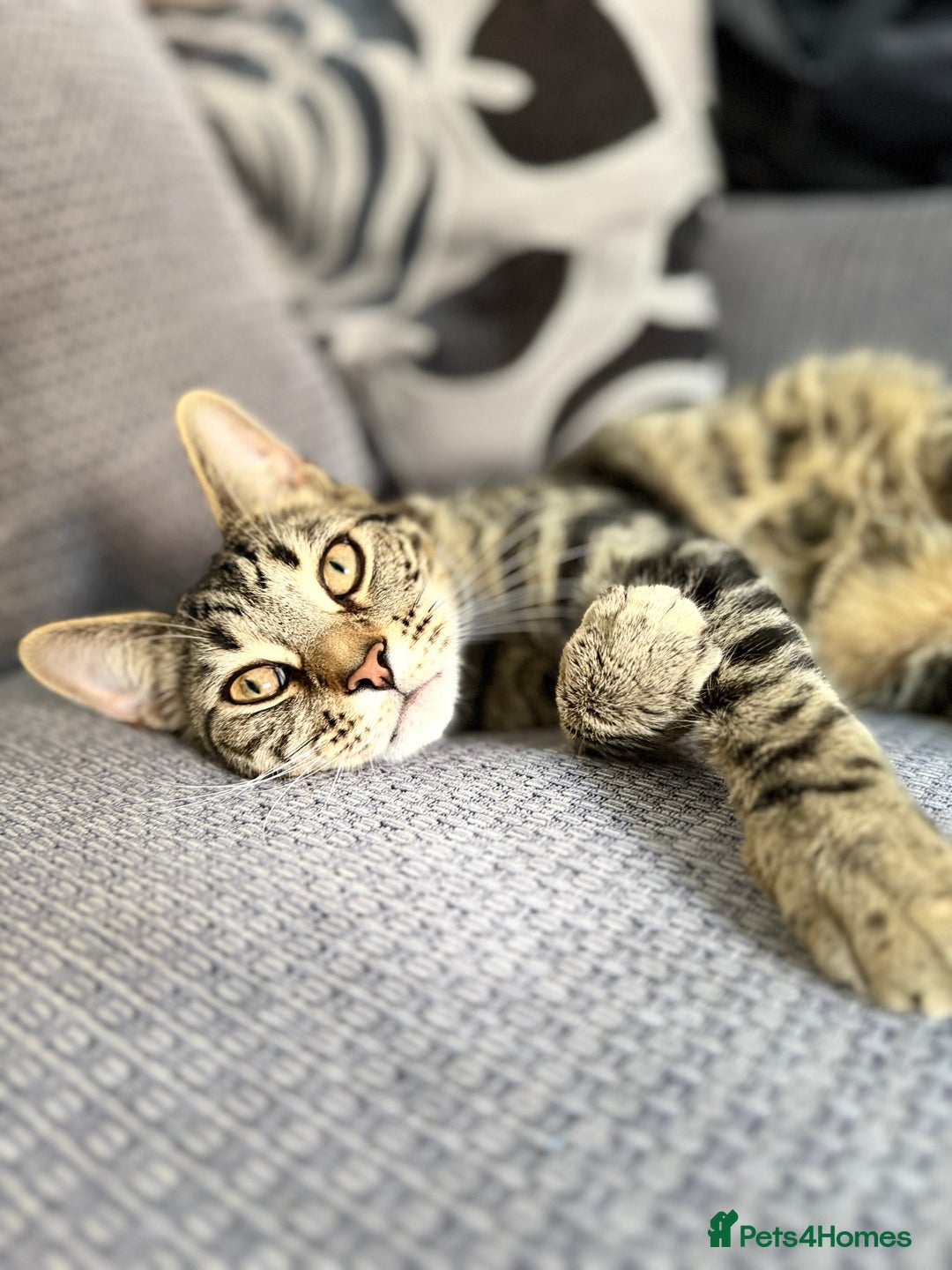 Mixed Breed cats for sale: Identical Twin boys Ralph & Felix  - Advert 5