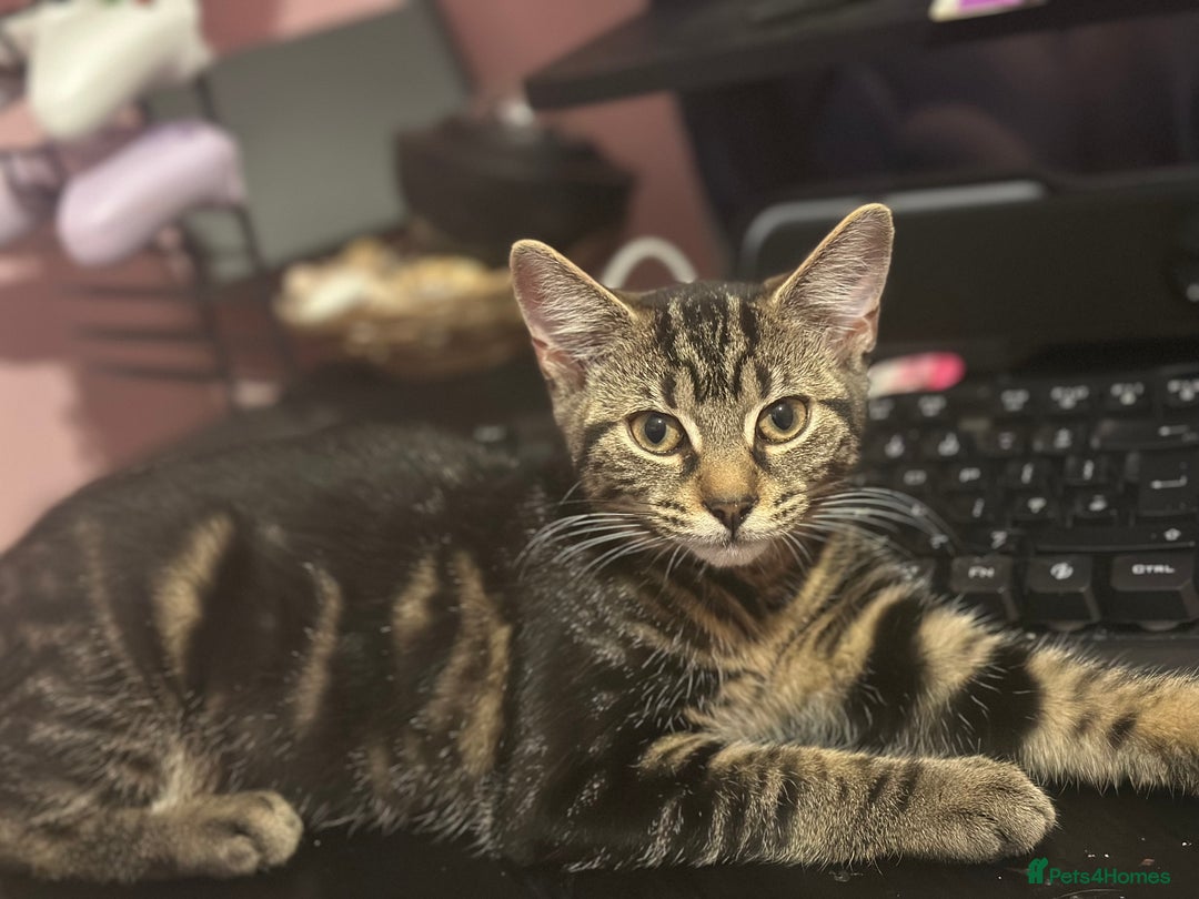 Mixed Breed cats for sale: Kittens  - Advert 3