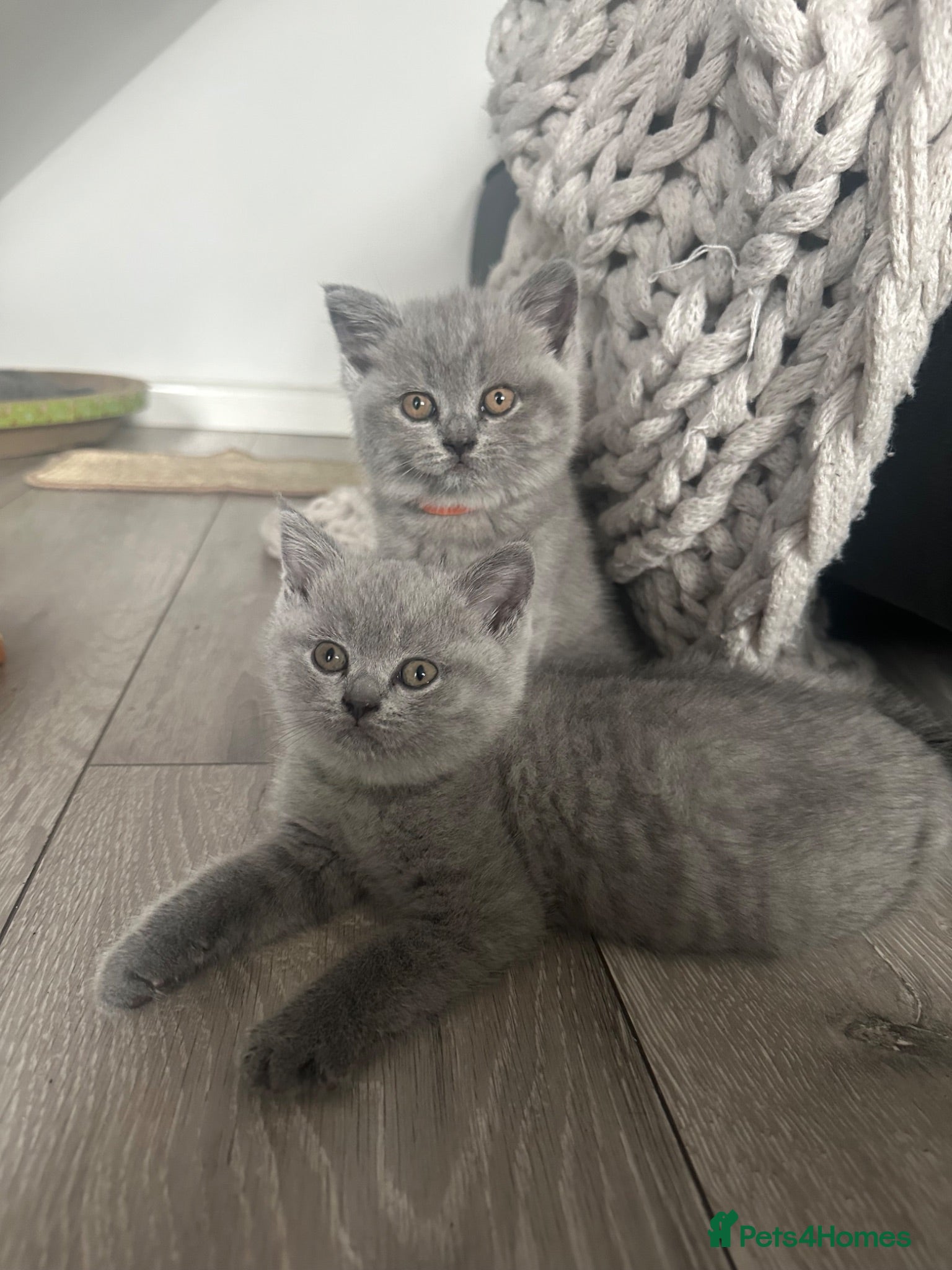 British Shorthair cats British short hair kittens blue  - Advert 2