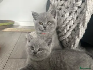 British Shorthair cats British short hair kittens blue - Advert 2