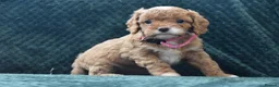 Cavapoo dogs for sale: Toy F1 Cavapoo Puppies Fully Dna Clear. - Advert 15