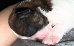 Shih Tzu dogs for sale: ShihTzu Newborn Puppies 💕Home-Raised & Well-Loved - Advert 14