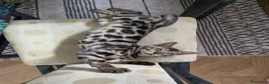 Bengal 1 Boy