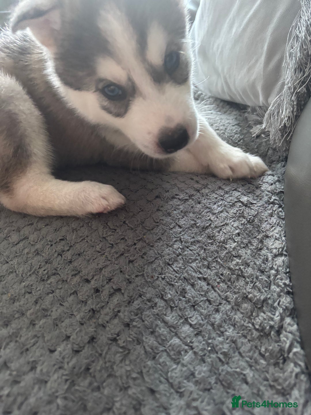 Siberian Husky dogs for sale: Siberian huskies  for sale  - Image 32