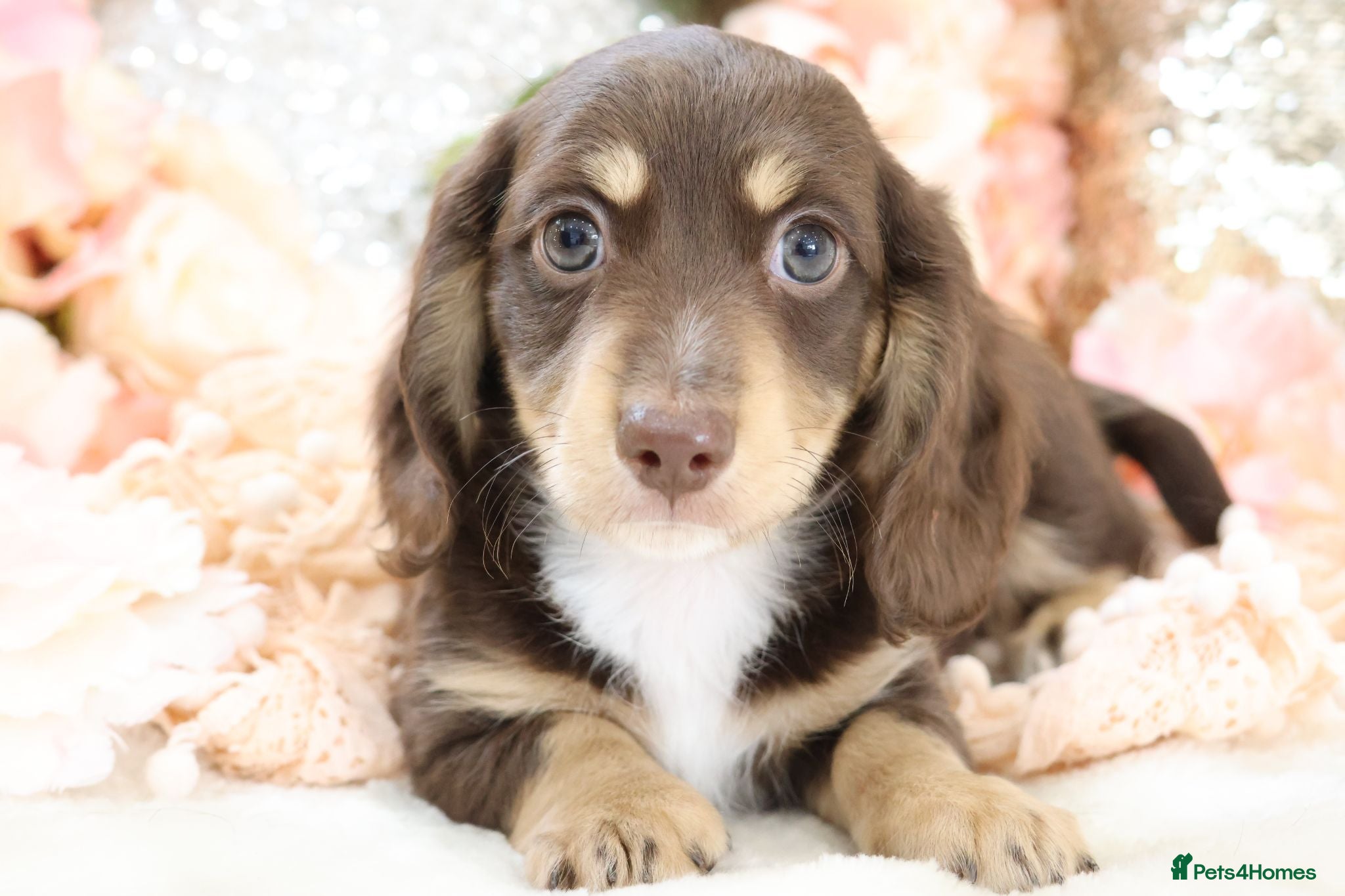 Miniature Dachshund dogs KC Miniature Dachshund Puppies - Advert 14