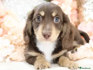 Miniature Dachshund dogs KC Miniature Dachshund Puppies - Advert 14