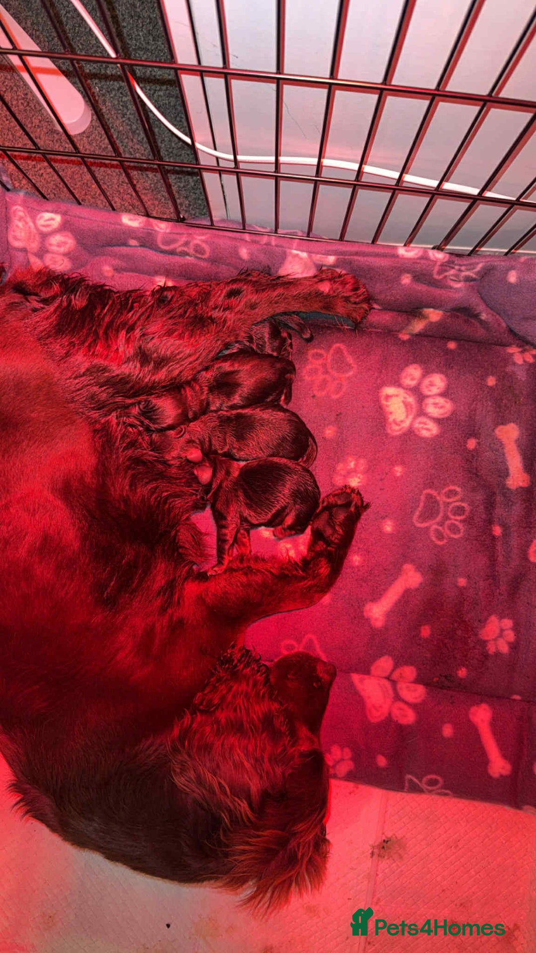 Cocker Spaniel dogs for sale: Cocker spaniel puppies  - Advert 8