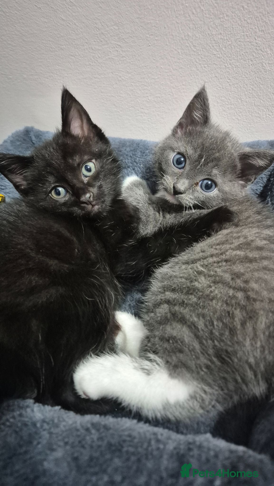 Mixed Breed cats Ragdol X Tuxedo Kittens -very affectionate lap cat - Advert 1