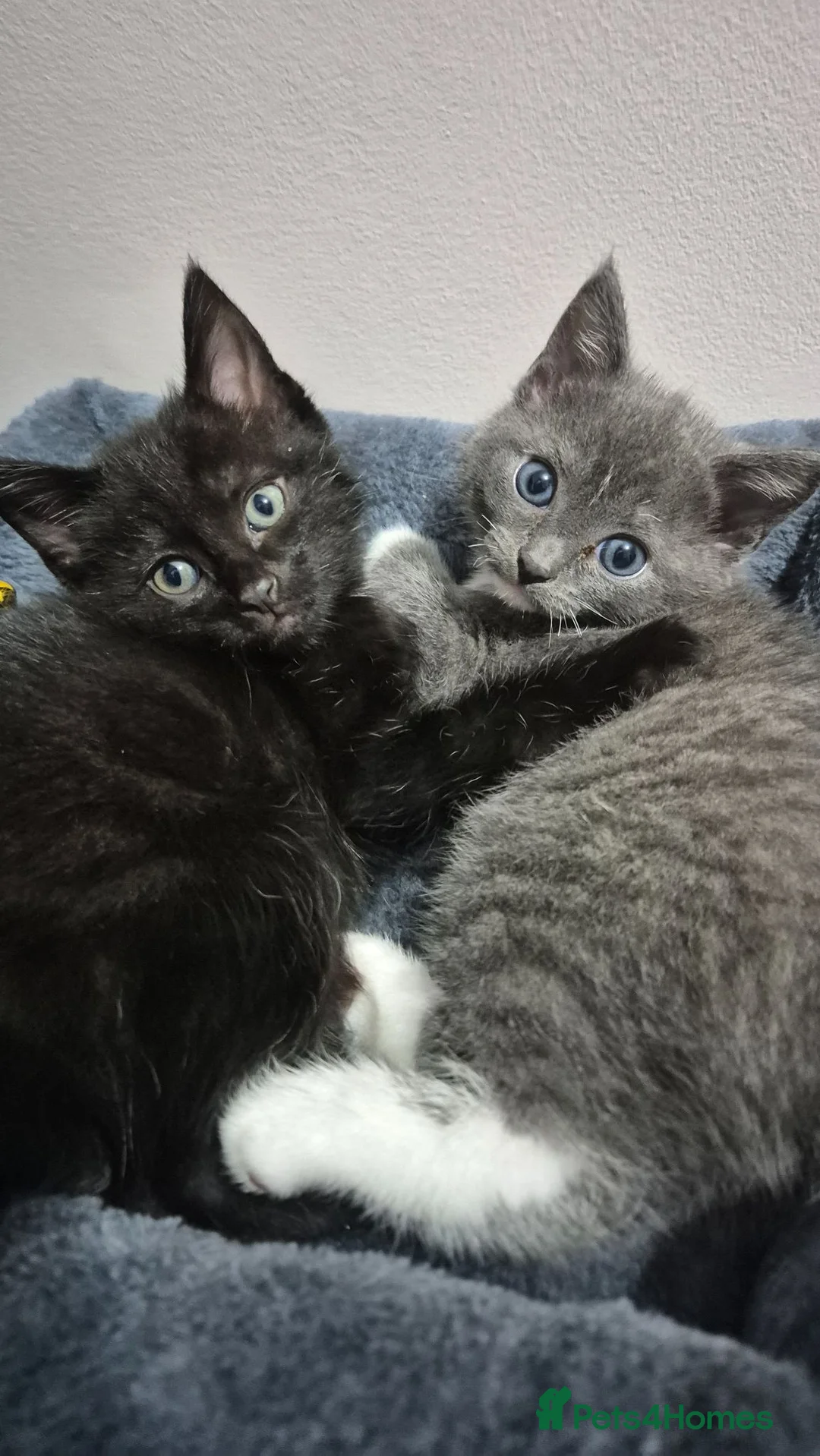 Mixed Breed cats for sale: Ragdol X Tuxedo Kittens -very affectionate lap cat - Advert 1