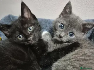 Mixed Breed cats Ragdol X Tuxedo Kittens -very affectionate lap cat - Advert 1