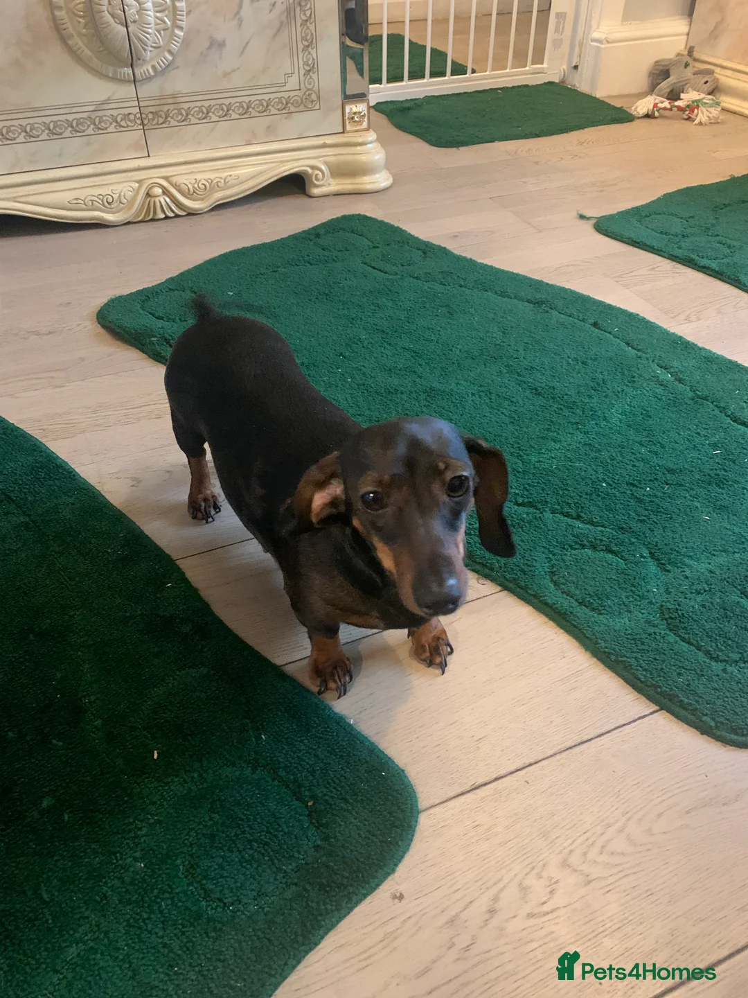 Dachshund dogs for sale: Dachshund puppies  - Advert 2